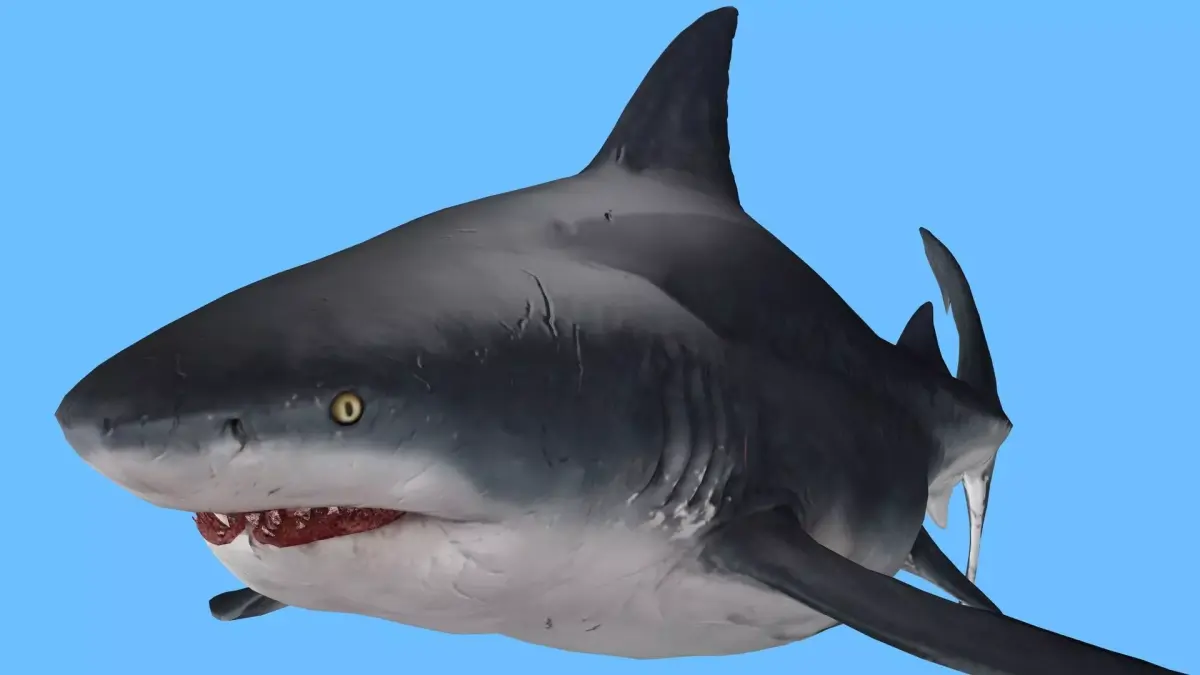 SHARK FISH RIGGED ANIMATED 4 Low-poly 3D model