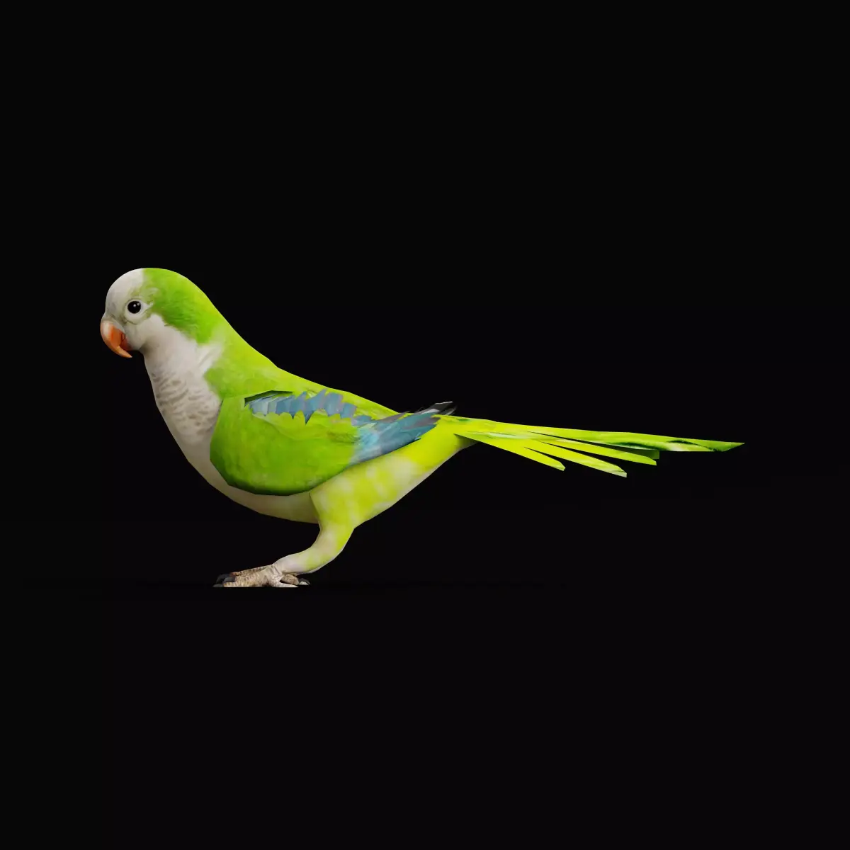 Monk Quaker Parrot Bird Low-poly 3D model