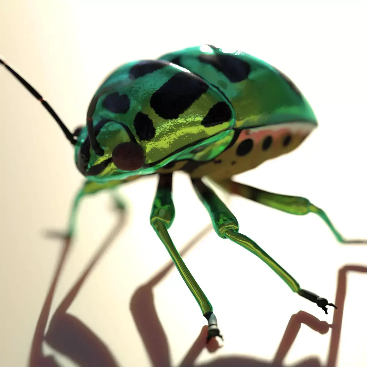 Jewel Bug Chrysocoris stollii Low-poly 3D model