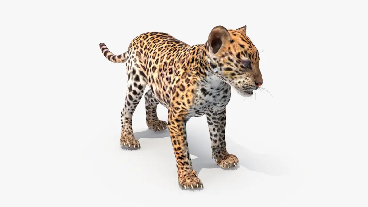 Baby Leopard Cub 3D model