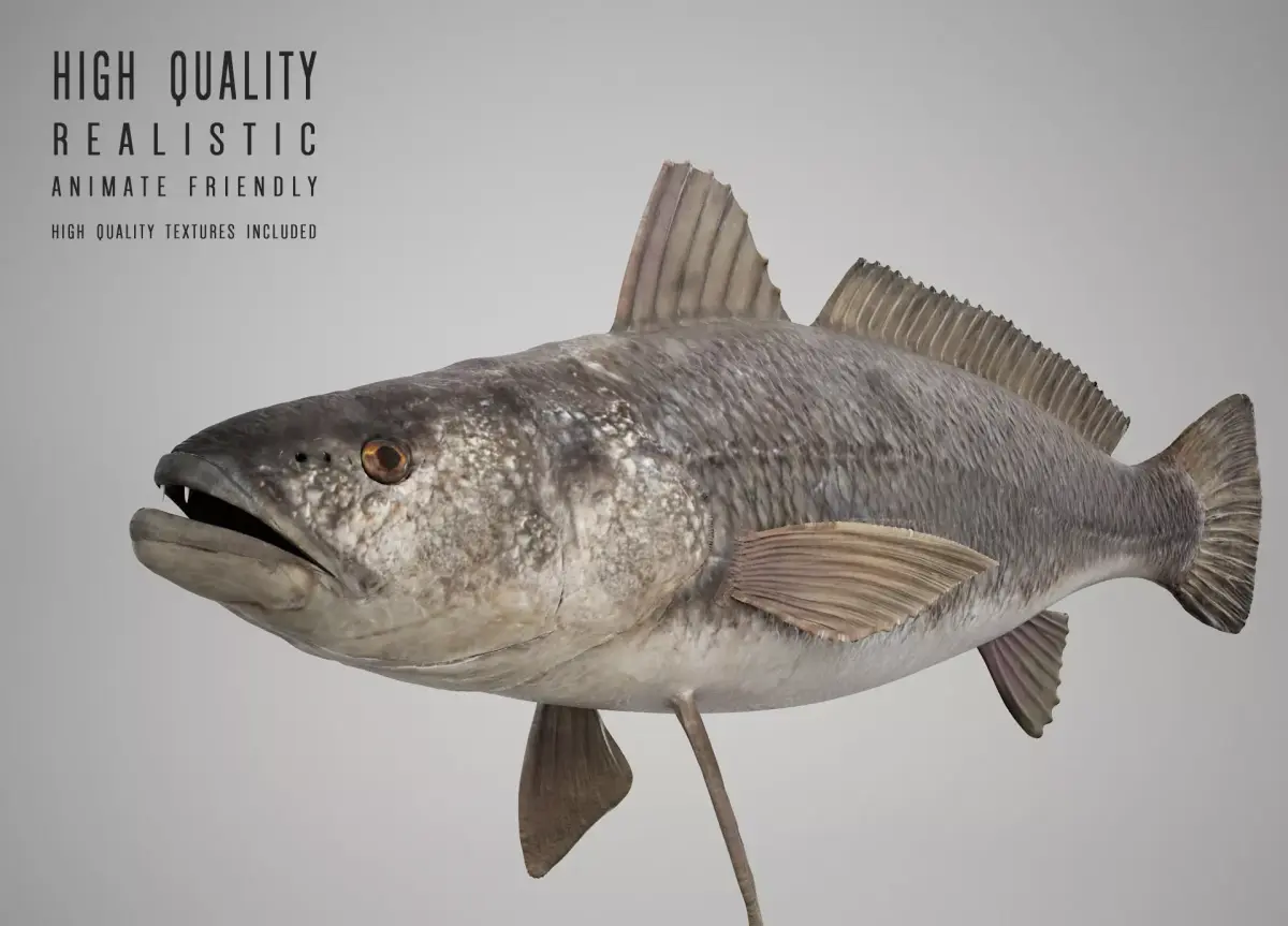Tigertooth Fish 3D model
