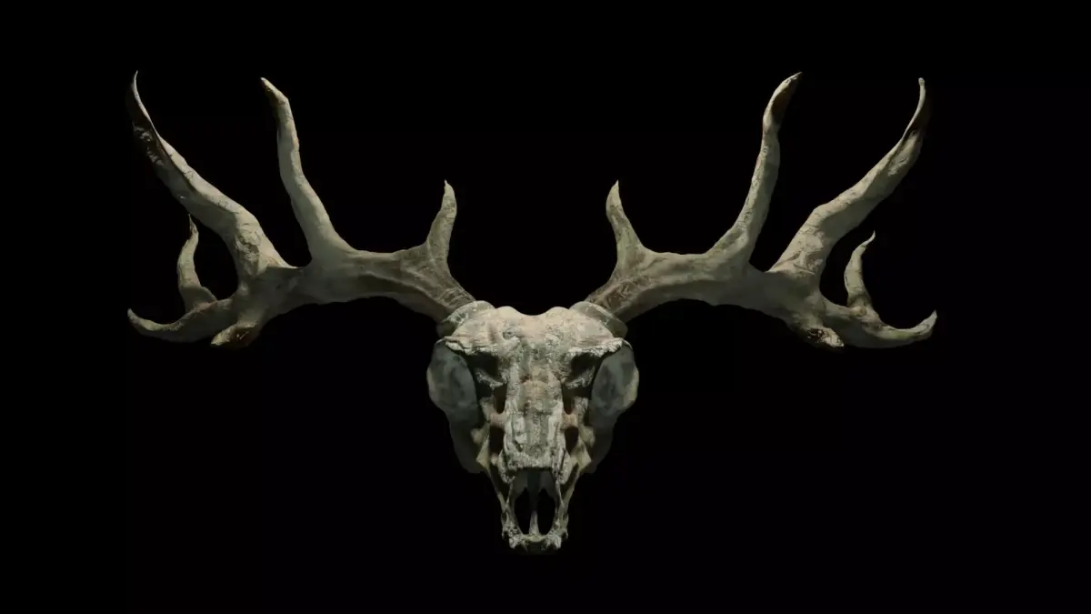 Deer skull with Antlers 3D model