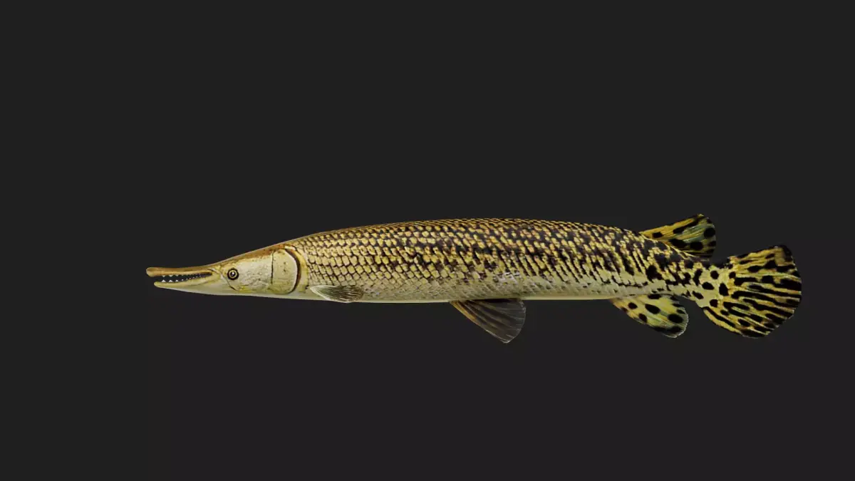 Alligatorgarc Low-poly 3D model