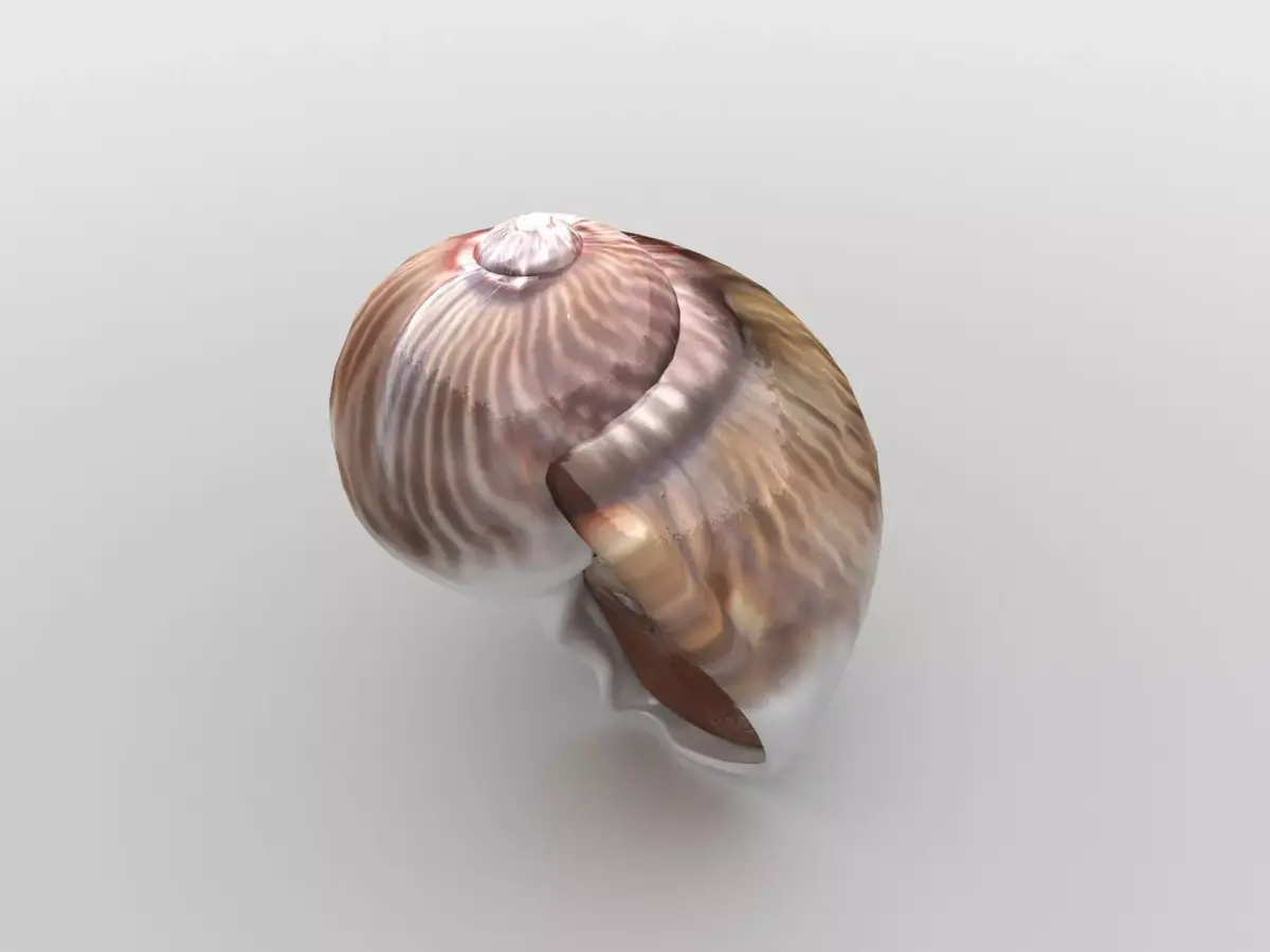 Sea snail Low-poly 3D model
