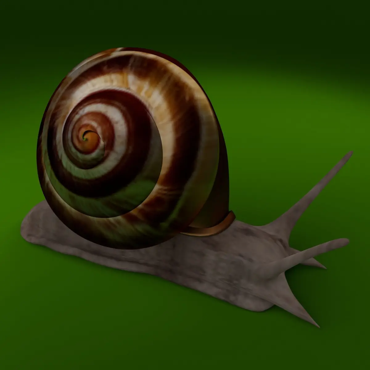 snail 3d model Low-poly 3D model