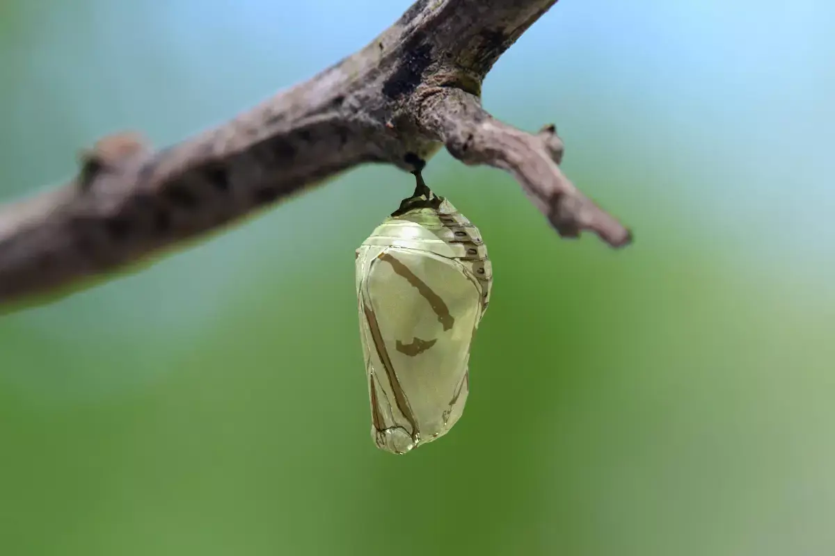 Chrysalis 5 butterfly on branch 3D model