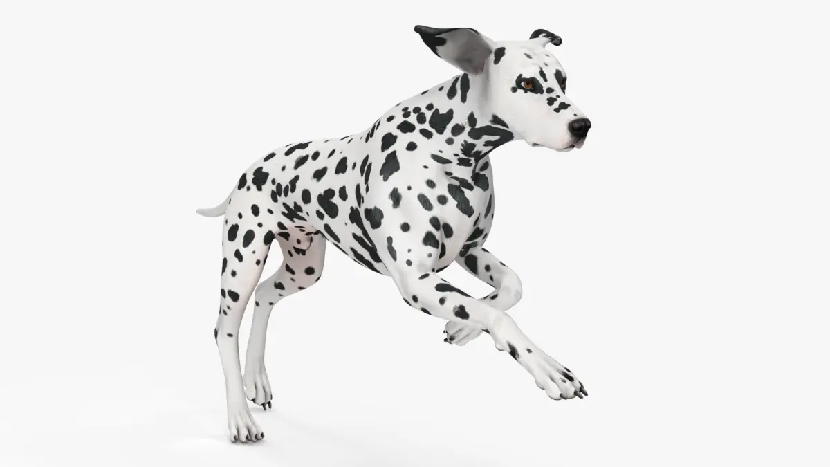 Running Spotted Dalmatian Dog 3D model
