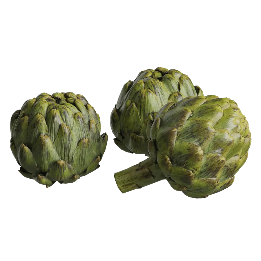 Artichoke Models  purchase
