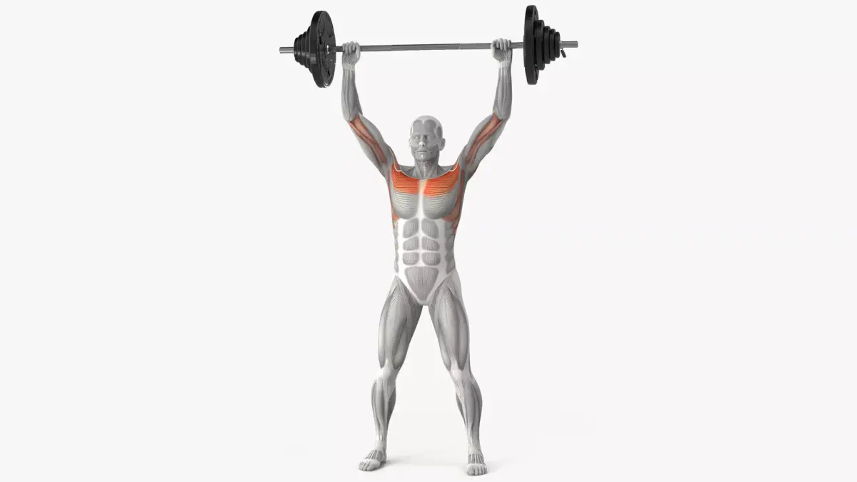 Muscular System Anatomy Shoulder Press 3D model purchase