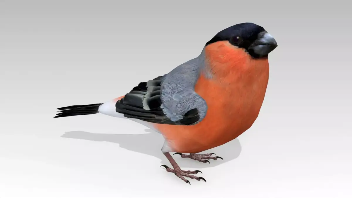 Bullfinch bird Low-poly 3D model
