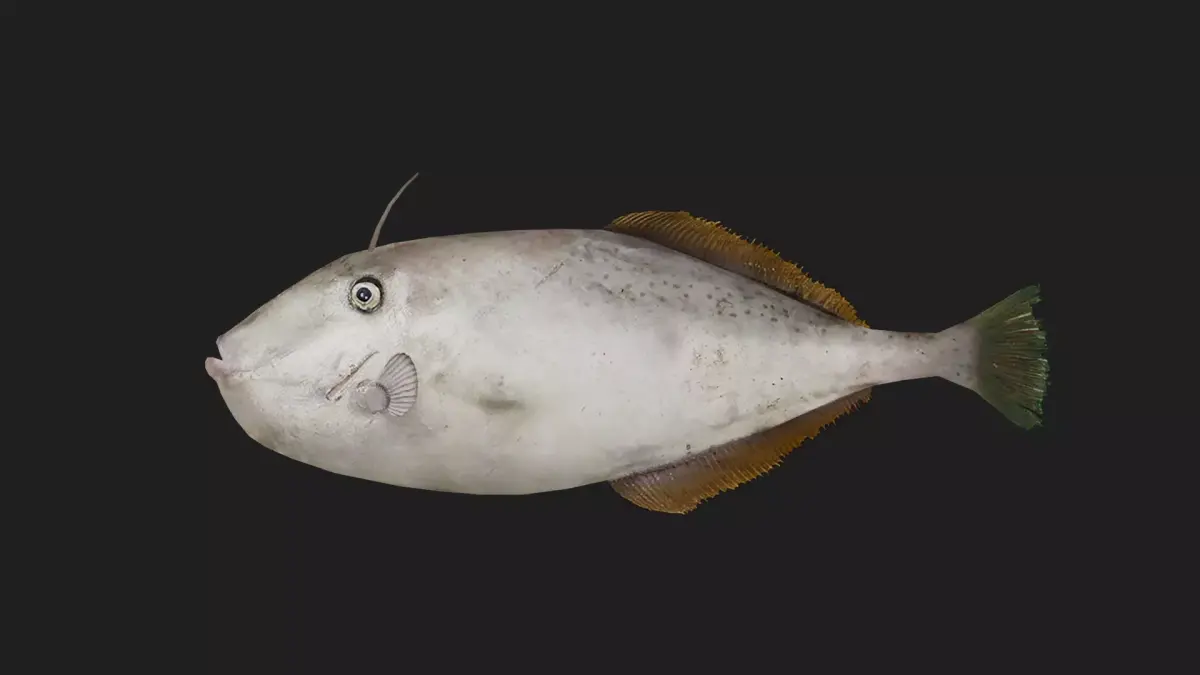 Filefish Low-poly 3D model 2