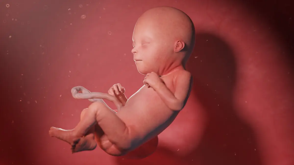 Fetus Week 22 Animated 3D model