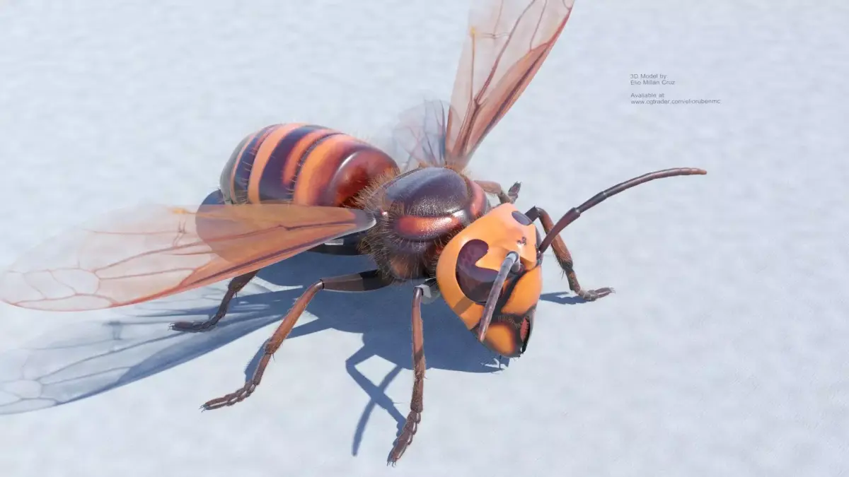 Murder Giant Asian Hornet  Low-poly 3D model