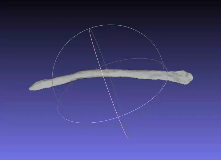 Psittacosaurus Right Dorsal Rib 3 Free 3D print model