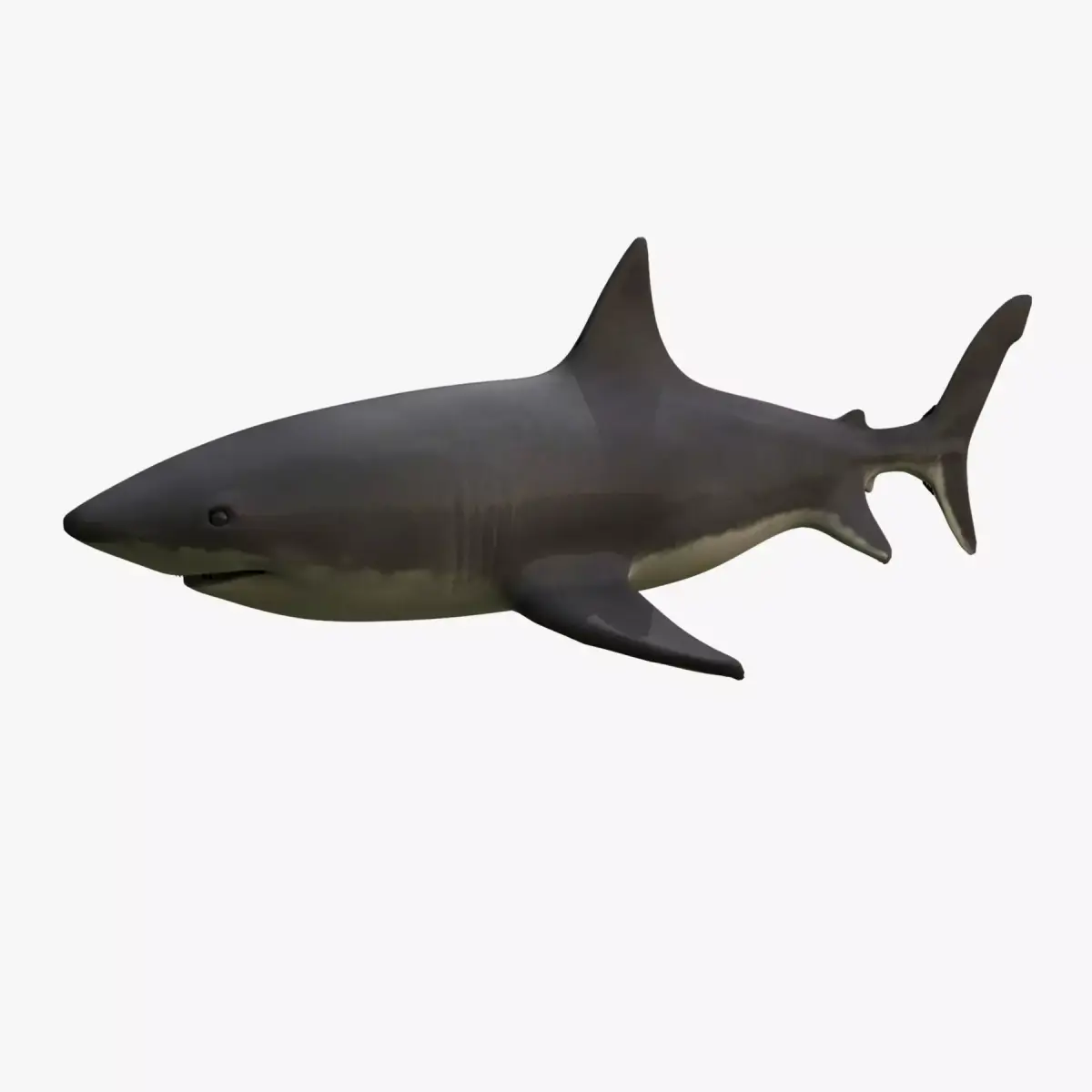 Great White Shark 3D model 2