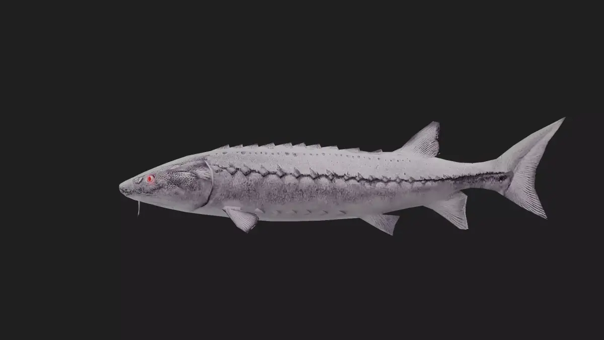 Sturgeon Low-poly 3D model purchase
