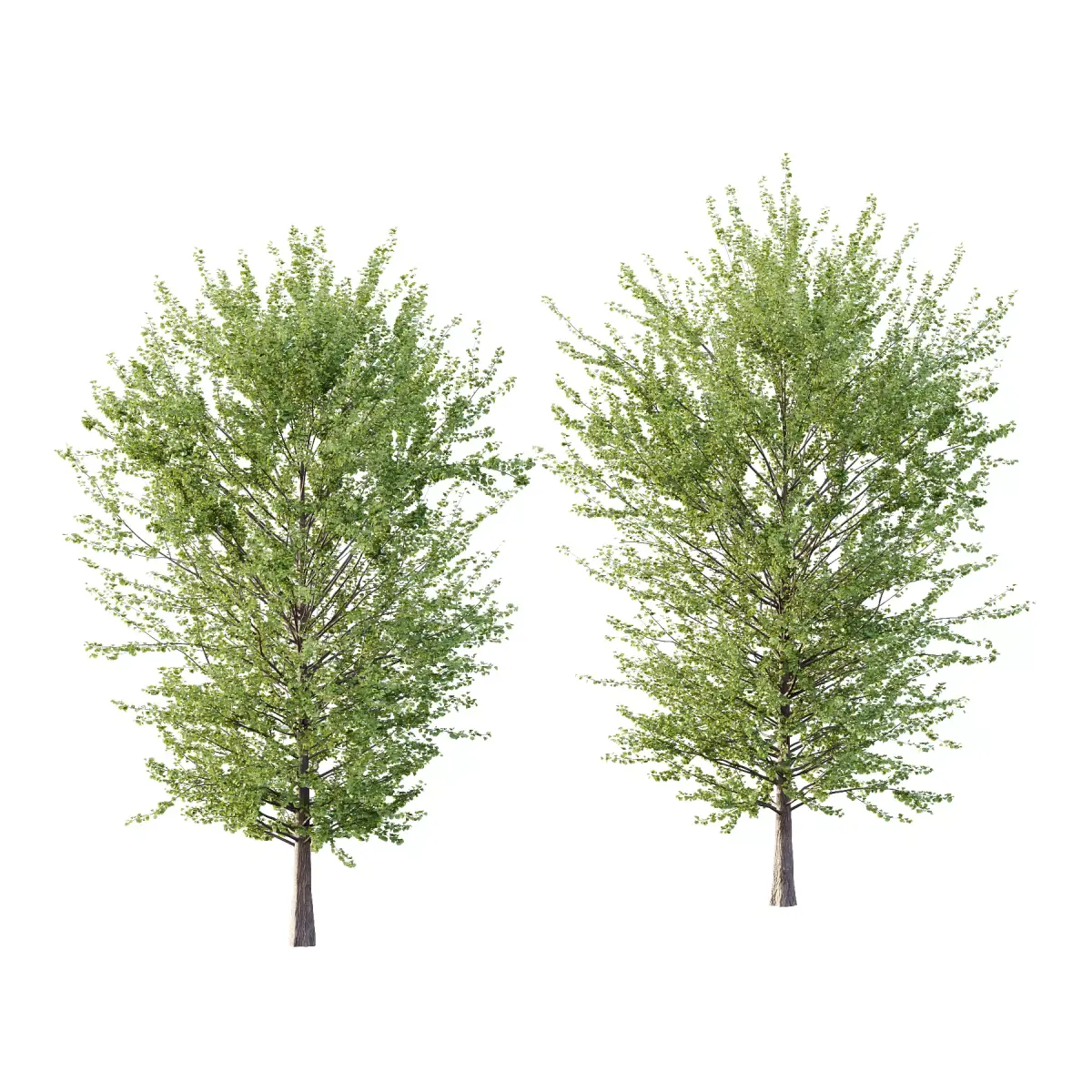 Maidenhair Ginkgo Biloba Tree 08 3D model
