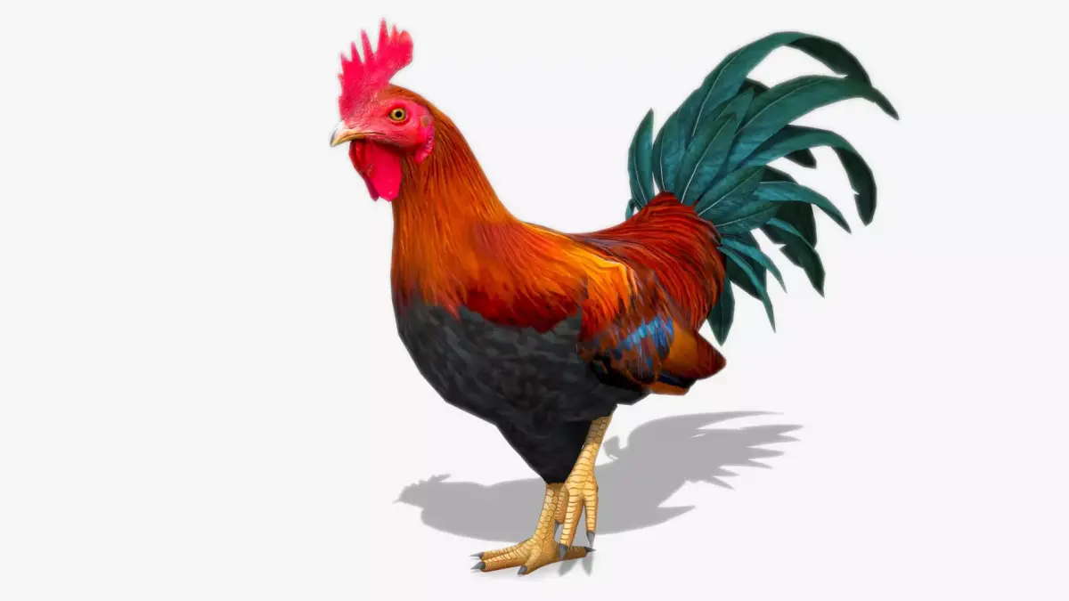 Rooster Low-poly 3D model buy