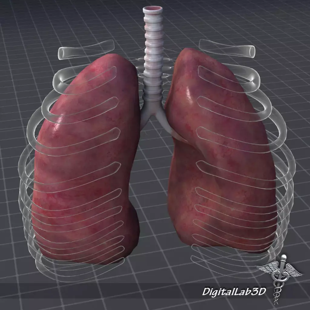 Lungs External 3D model