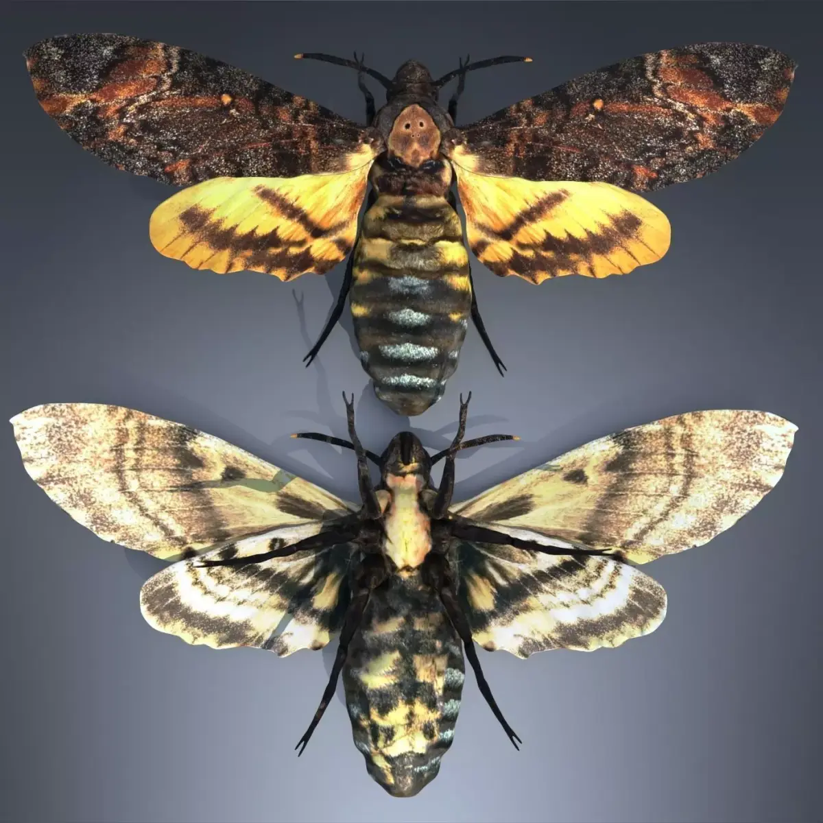 Acherontia Atropos Death Head Hawk Moth PBR 3D model