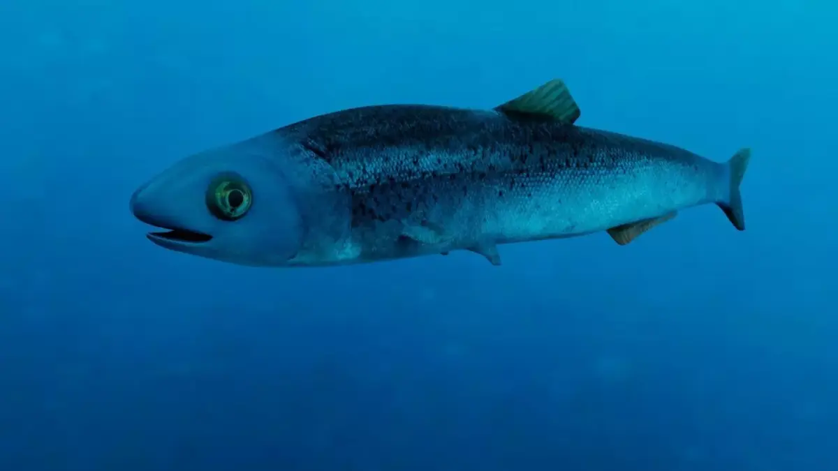Realistic Anchovy sockeye salmon plush toy Low-poly 3D model