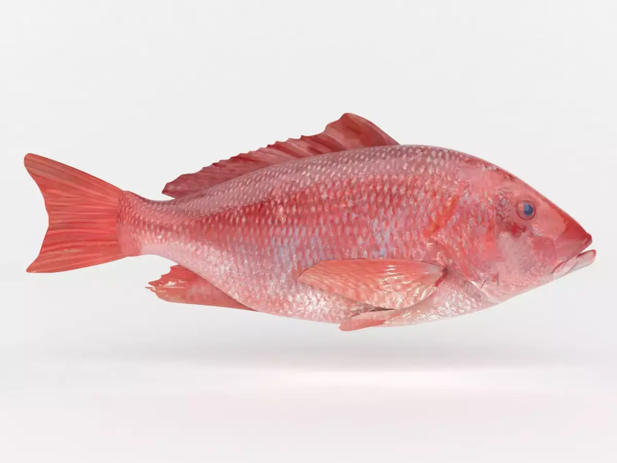 Red Snapper Fish 3D model purchase