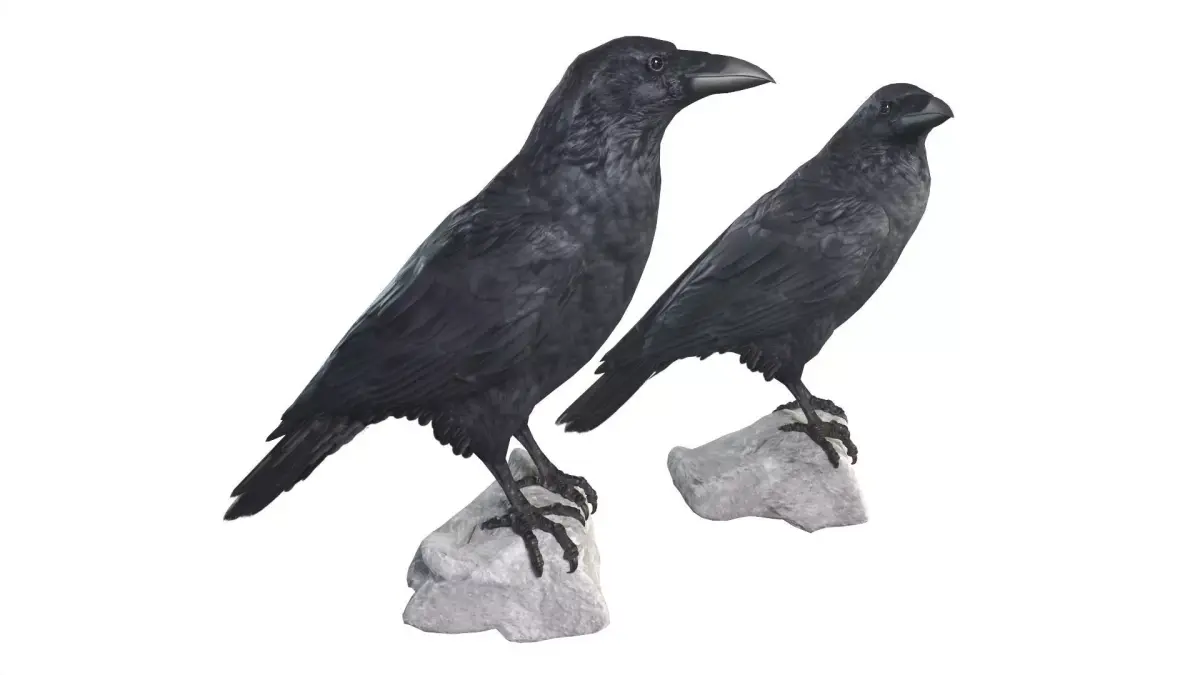 Raven pair of crow statues 3D model