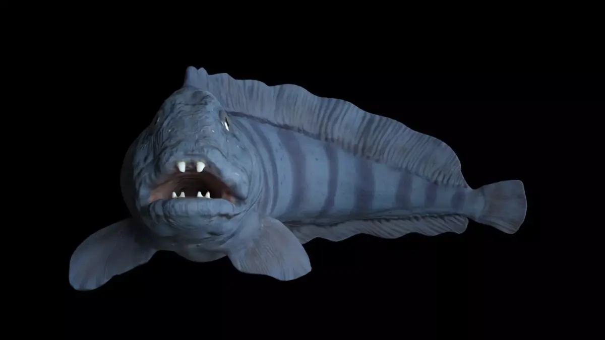 Atlantic Wolf Fish 3D model