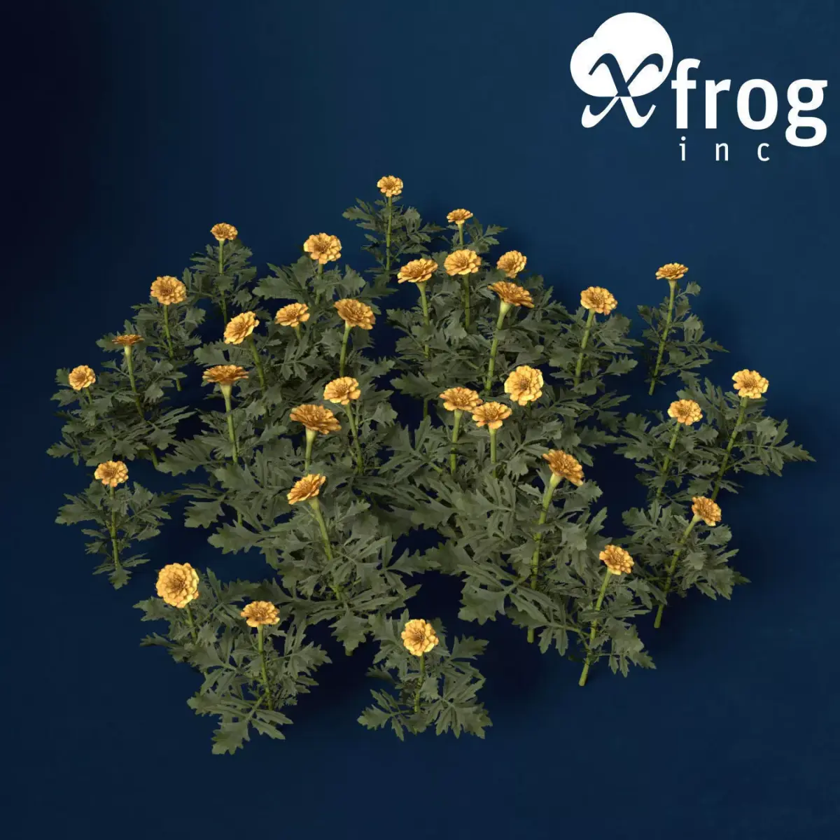 XfrogPlants Marigold 3D model