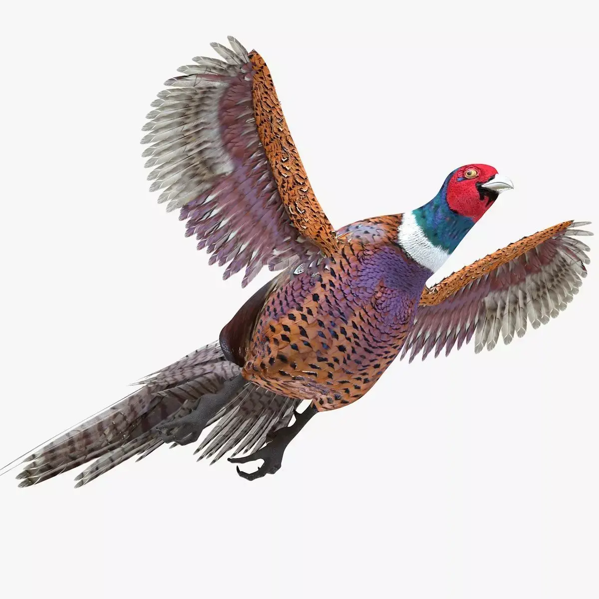 Pheasant bird rigged 3d model Low-poly 3D model