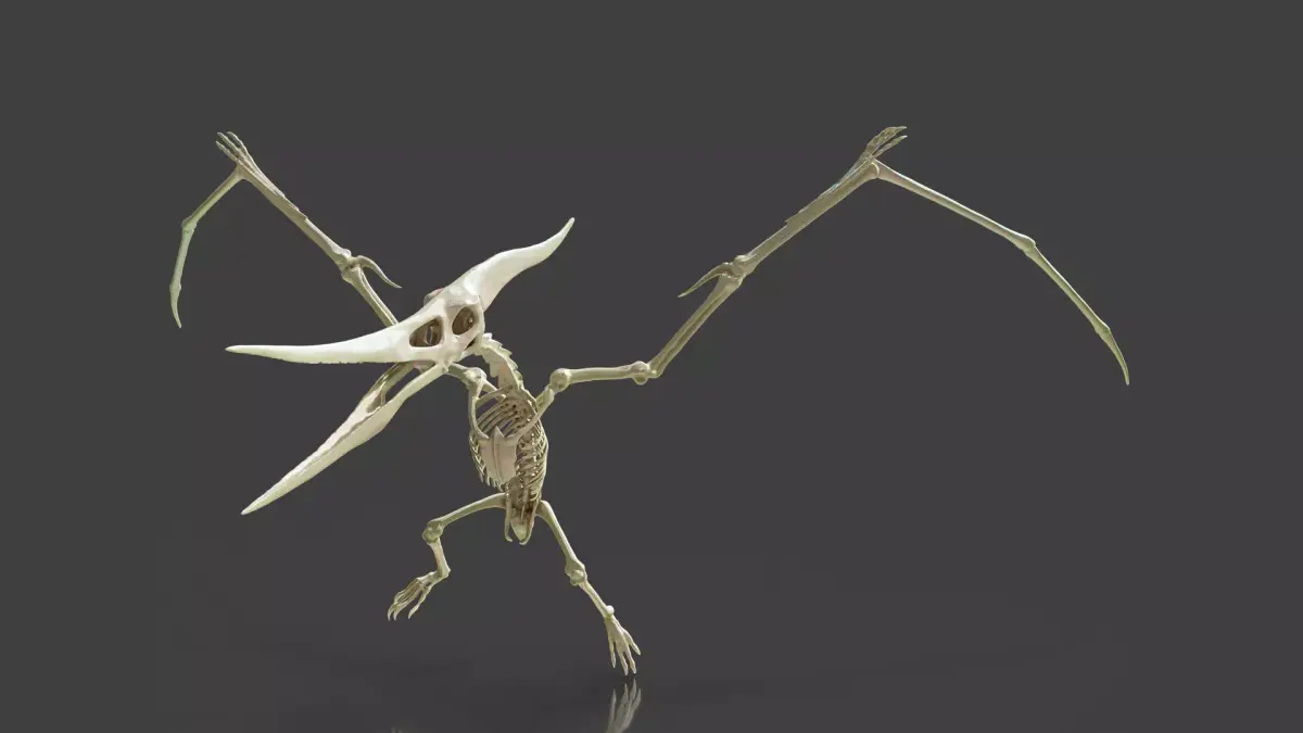 Realistic Pteranodon Skeleton 3D model