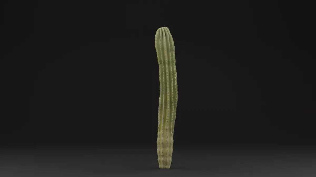 Cactus Plant Low-poly 3D model buy