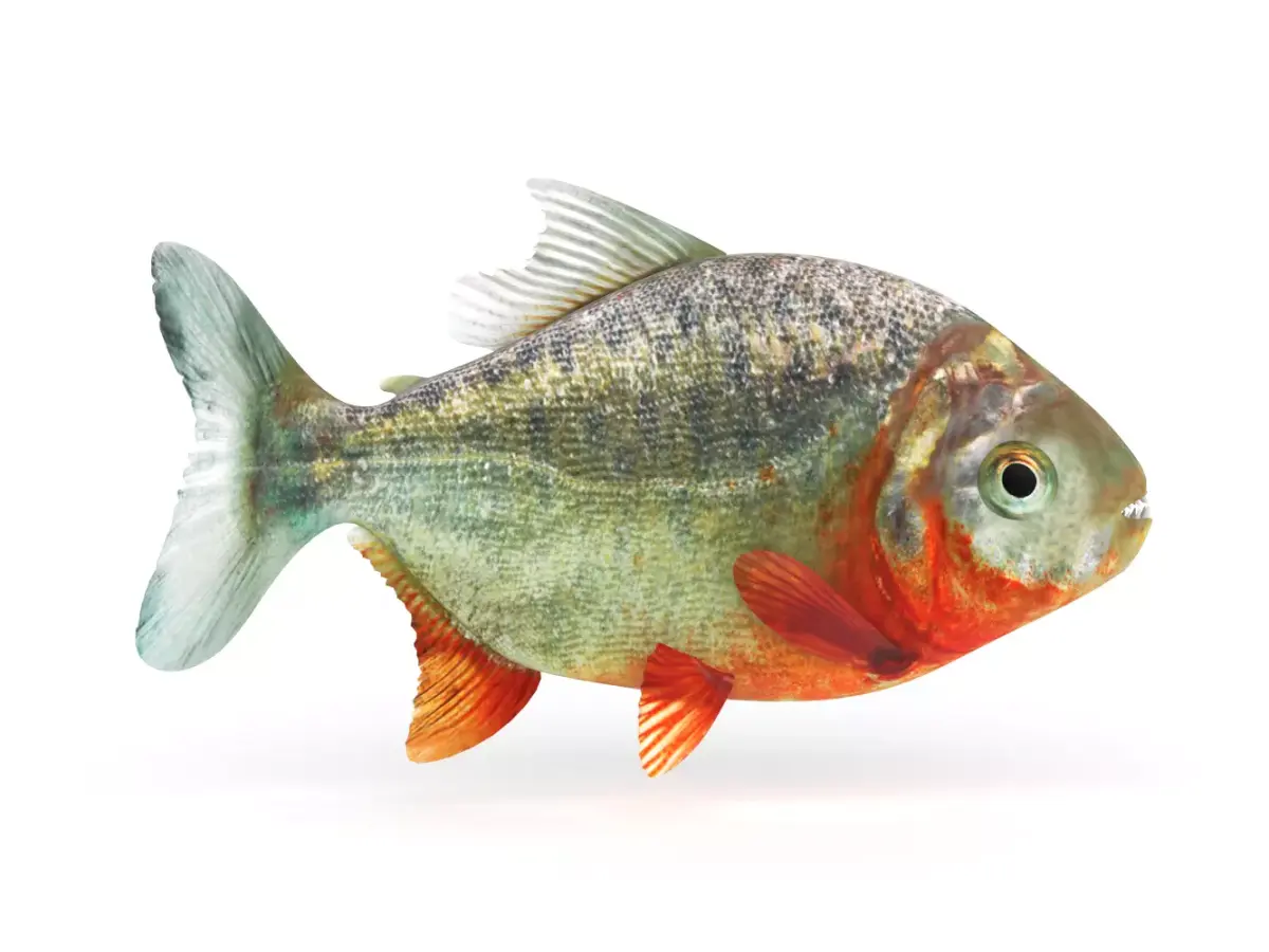 Piranha fish 3D model buy