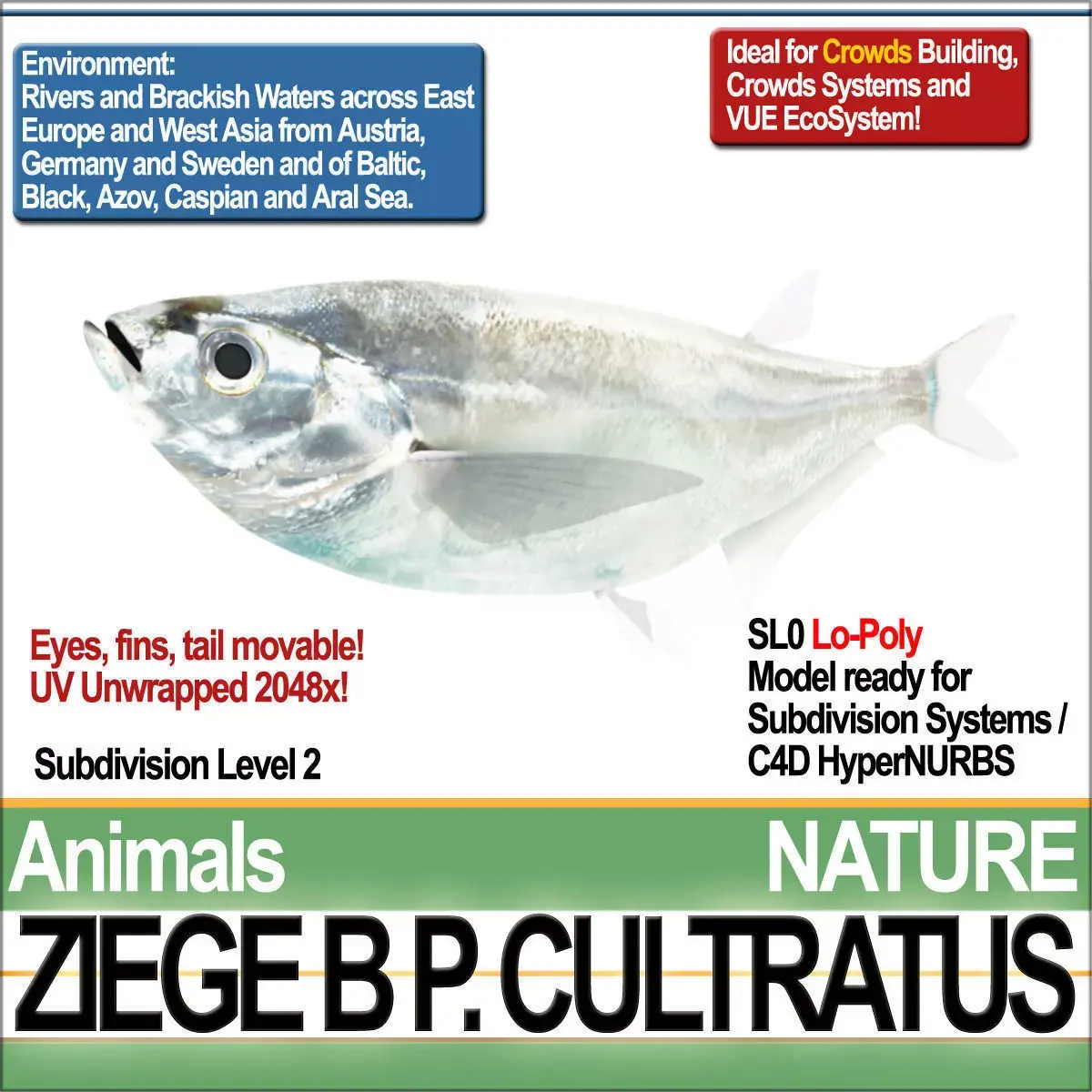 Ziege B zebrafish bp cultivatus 3D model