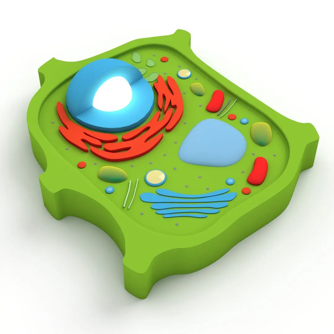 Plant Cell v4 3D model
