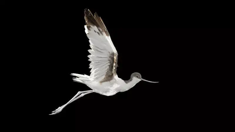 Realistic Avocet bird model with feather and hair 3D model