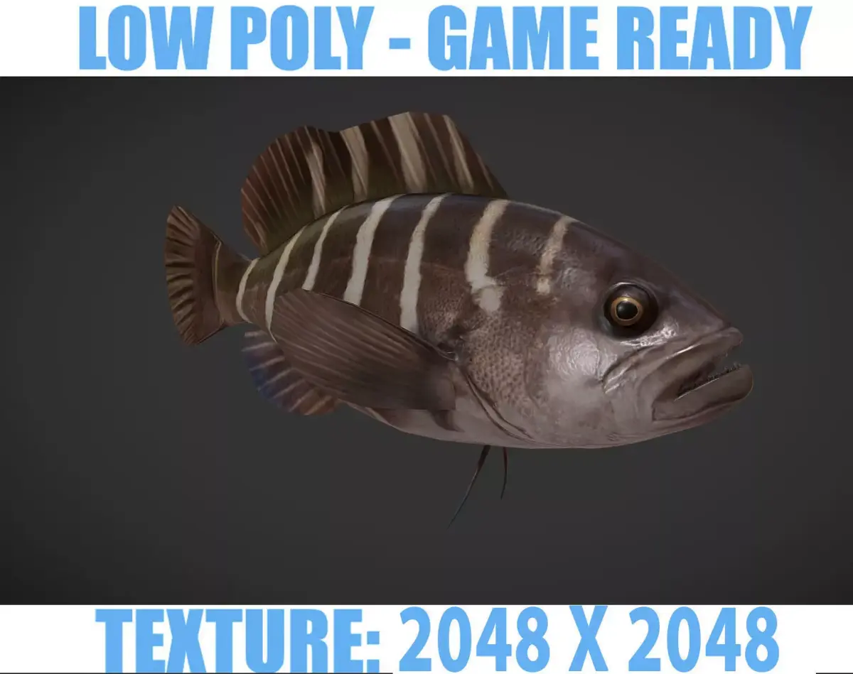 grouper fish with stripes Low-poly 3D model