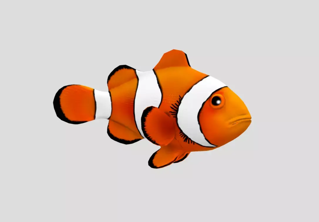 Clownfish Realistic Animated Low-poly 3D model