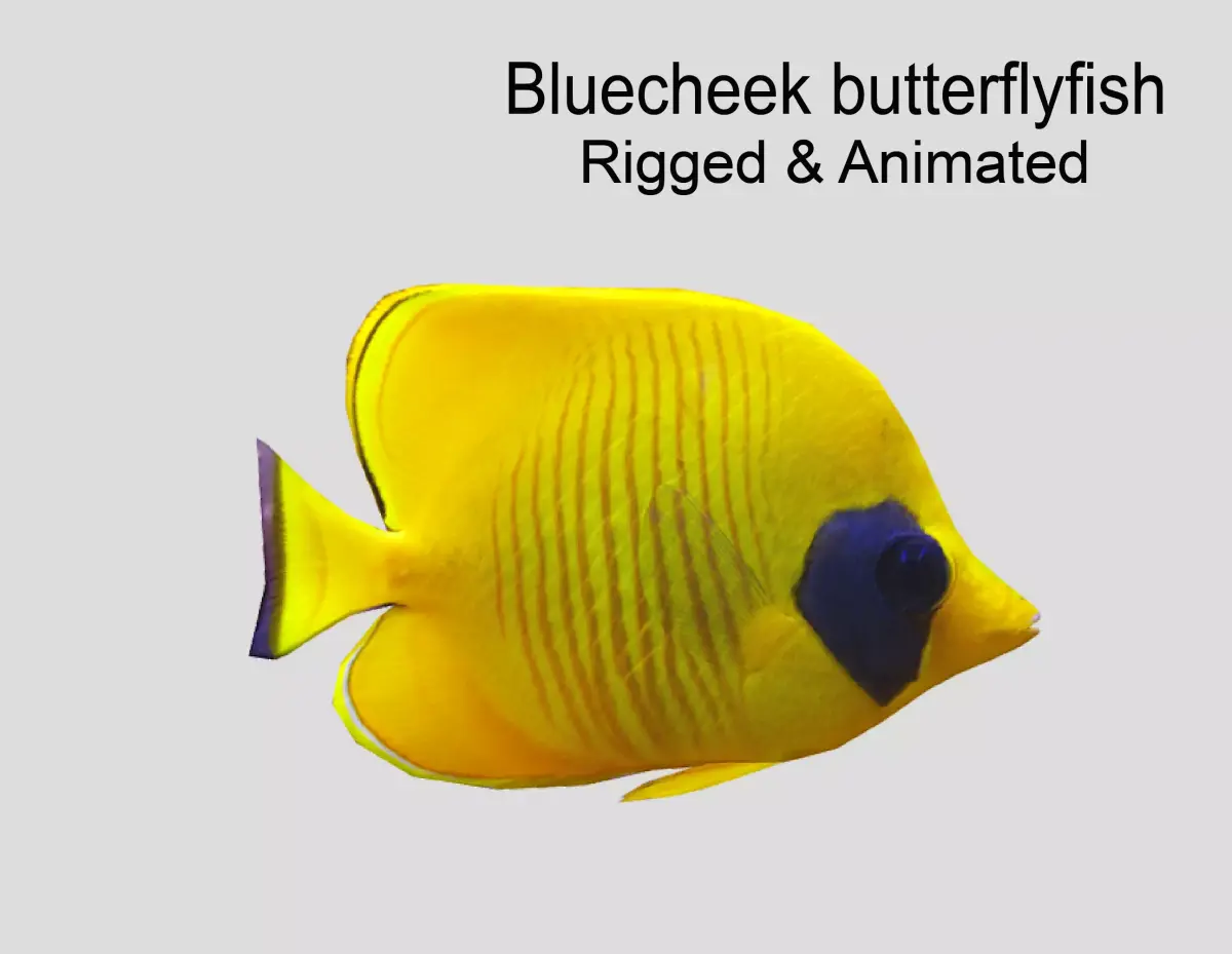 Bluecheek butterflyfish Realistic Animated Low-poly 3D model