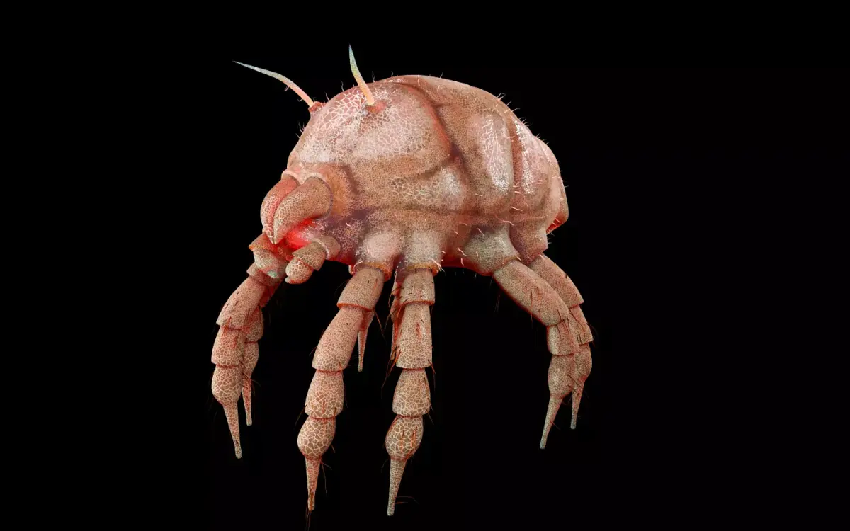 Dust Mite Insect Low-poly 3D model