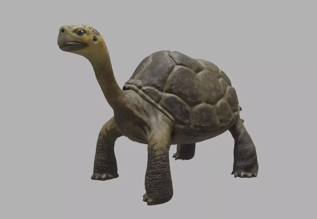 tortoise 3d model Free 3D model