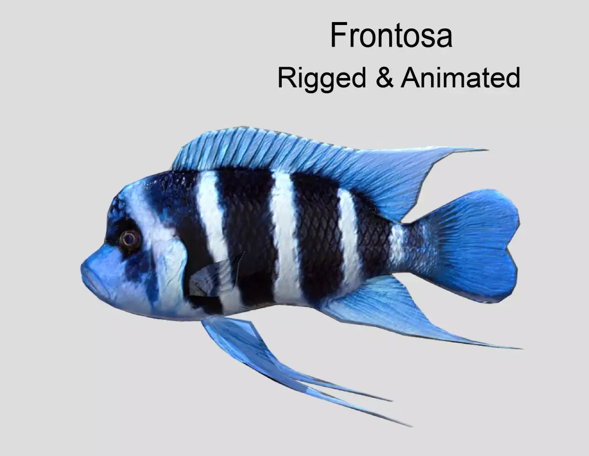 Frontosa Realistic Animated Low-poly 3D model