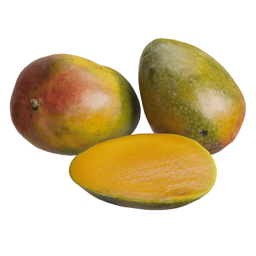  Mango Models  purchase