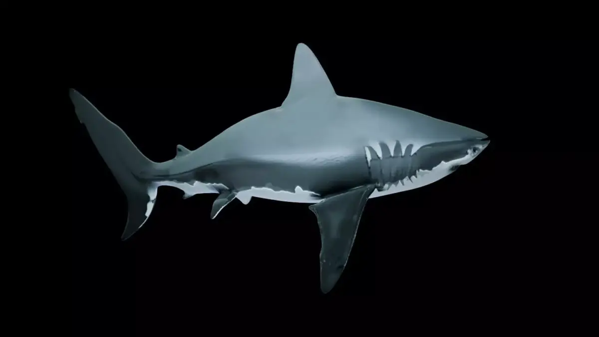 Great White Shark Low-poly 3D model get