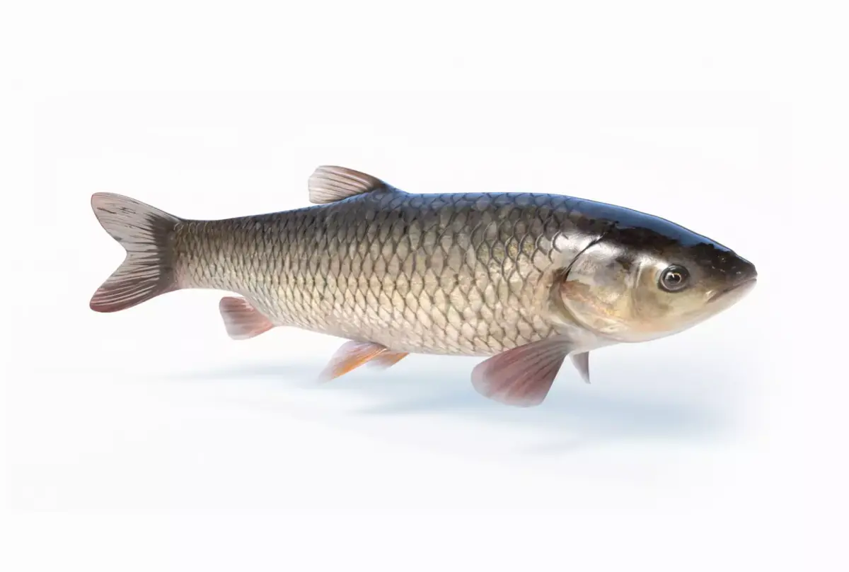 Amur fish Animated Low-poly 3D model