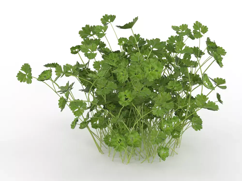 Plant Low-poly 3D model purchase