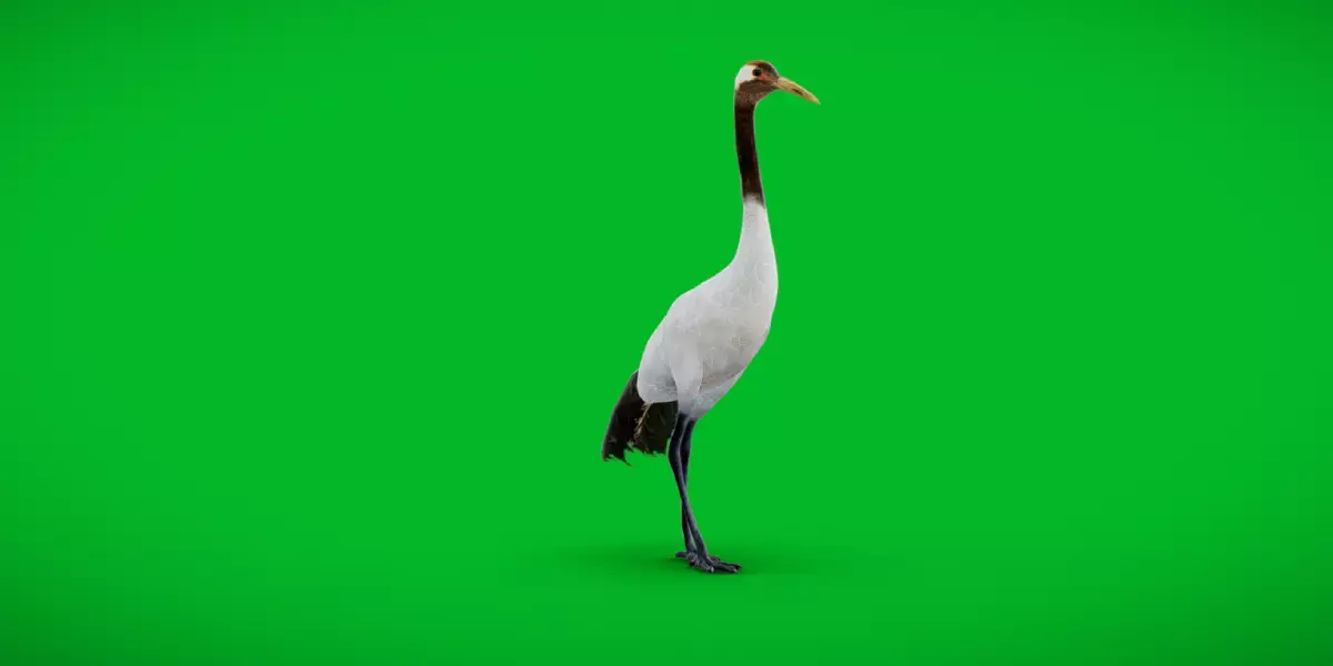 Red Crowned Crane Bird Low-poly 3D model purchase
