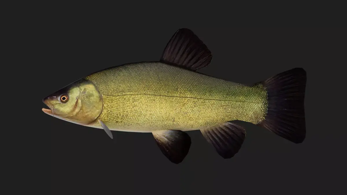 Carp fish Low-poly 3D model 11