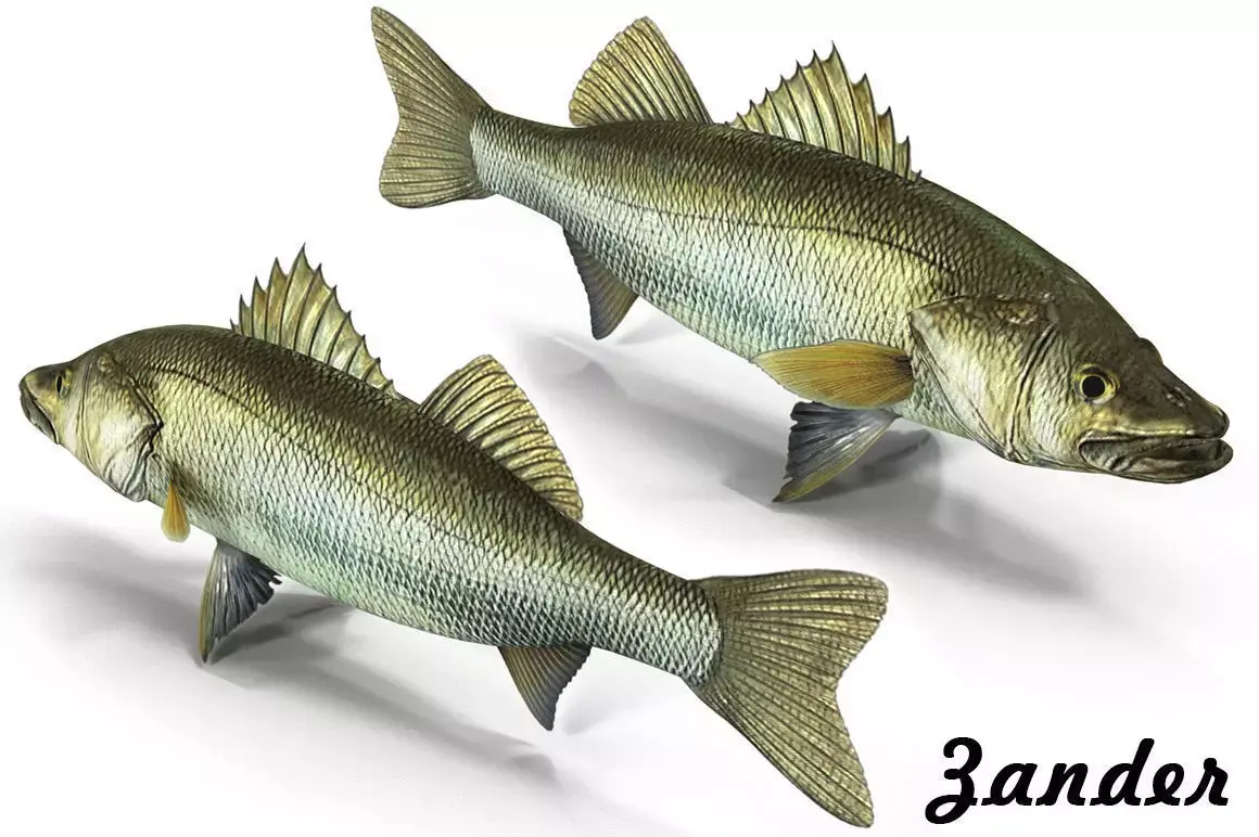 Zander bass fish Low-poly 3D model