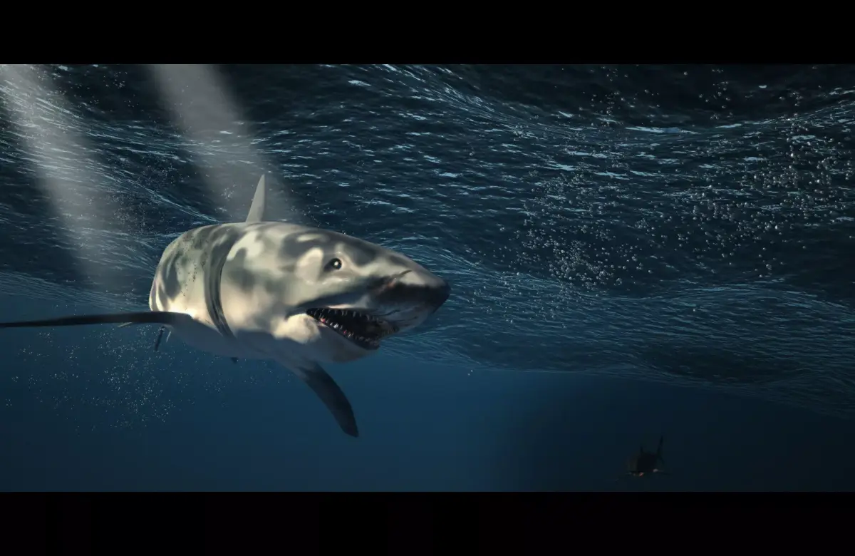 shark 3D model 11